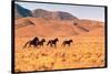 Wild Mustang Horses Running Across Field in Wyoming and Montana-Bill Eppridge-Stretched Canvas