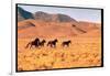 Wild Mustang Horses Running Across Field in Wyoming and Montana-Bill Eppridge-Framed Photographic Print