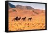 Wild Mustang Horses Running Across Field in Wyoming and Montana-Bill Eppridge-Framed Stretched Canvas