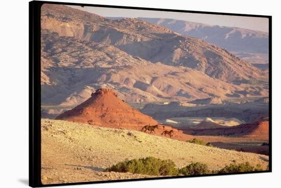 Wild Mustang Horses Running Across Field in Wyoming and Montana-Bill Eppridge-Stretched Canvas