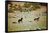 Wild Mustang Horses Running Across Field in Wyoming and Montana-Bill Eppridge-Framed Stretched Canvas