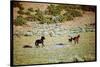 Wild Mustang Horses Running Across Field in Wyoming and Montana-Bill Eppridge-Stretched Canvas