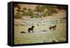 Wild Mustang Horses Running Across Field in Wyoming and Montana-Bill Eppridge-Framed Stretched Canvas