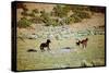 Wild Mustang Horses Running Across Field in Wyoming and Montana-Bill Eppridge-Stretched Canvas