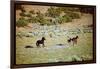 Wild Mustang Horses Running Across Field in Wyoming and Montana-Bill Eppridge-Framed Photographic Print