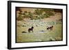 Wild Mustang Horses Running Across Field in Wyoming and Montana-Bill Eppridge-Framed Photographic Print