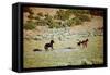 Wild Mustang Horses Running Across Field in Wyoming and Montana-Bill Eppridge-Framed Stretched Canvas