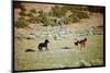 Wild Mustang Horses Running Across Field in Wyoming and Montana-Bill Eppridge-Mounted Photographic Print