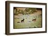 Wild Mustang Horses Running Across Field in Wyoming and Montana-Bill Eppridge-Framed Photographic Print