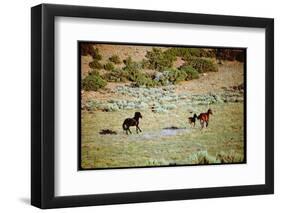 Wild Mustang Horses Running Across Field in Wyoming and Montana-Bill Eppridge-Framed Photographic Print