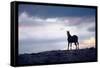 Wild Mustang Horses Running Across Field in Wyoming and Montana-Bill Eppridge-Framed Stretched Canvas