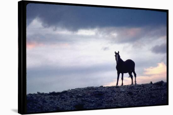 Wild Mustang Horses Running Across Field in Wyoming and Montana-Bill Eppridge-Stretched Canvas