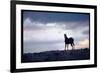 Wild Mustang Horses Running Across Field in Wyoming and Montana-Bill Eppridge-Framed Photographic Print