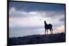 Wild Mustang Horses Running Across Field in Wyoming and Montana-Bill Eppridge-Mounted Photographic Print