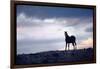 Wild Mustang Horses Running Across Field in Wyoming and Montana-Bill Eppridge-Framed Photographic Print