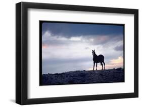 Wild Mustang Horses Running Across Field in Wyoming and Montana-Bill Eppridge-Framed Photographic Print