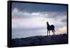 Wild Mustang Horses Running Across Field in Wyoming and Montana-Bill Eppridge-Framed Stretched Canvas