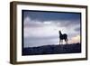 Wild Mustang Horses Running Across Field in Wyoming and Montana-Bill Eppridge-Framed Photographic Print