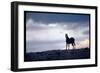 Wild Mustang Horses Running Across Field in Wyoming and Montana-Bill Eppridge-Framed Photographic Print