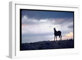 Wild Mustang Horses Running Across Field in Wyoming and Montana-Bill Eppridge-Framed Photographic Print