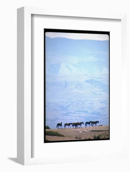 Wild Mustang Horses Running Across Field in Wyoming and Montana-Bill Eppridge-Framed Photographic Print