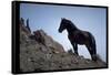 Wild Mustang Horses Running Across Field in Wyoming and Montana-Bill Eppridge-Framed Stretched Canvas