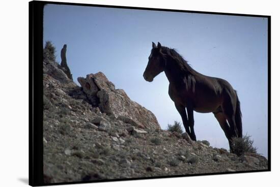 Wild Mustang Horses Running Across Field in Wyoming and Montana-Bill Eppridge-Stretched Canvas