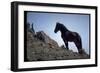 Wild Mustang Horses Running Across Field in Wyoming and Montana-Bill Eppridge-Framed Photographic Print