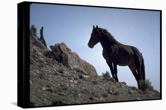 Wild Mustang Horses Running Across Field in Wyoming and Montana-Bill Eppridge-Stretched Canvas