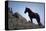 Wild Mustang Horses Running Across Field in Wyoming and Montana-Bill Eppridge-Stretched Canvas
