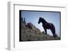 Wild Mustang Horses Running Across Field in Wyoming and Montana-Bill Eppridge-Framed Photographic Print