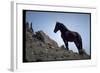 Wild Mustang Horses Running Across Field in Wyoming and Montana-Bill Eppridge-Framed Photographic Print