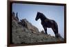 Wild Mustang Horses Running Across Field in Wyoming and Montana-Bill Eppridge-Framed Photographic Print