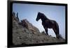 Wild Mustang Horses Running Across Field in Wyoming and Montana-Bill Eppridge-Framed Photographic Print