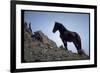 Wild Mustang Horses Running Across Field in Wyoming and Montana-Bill Eppridge-Framed Photographic Print