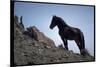 Wild Mustang Horses Running Across Field in Wyoming and Montana-Bill Eppridge-Mounted Photographic Print