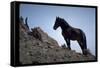 Wild Mustang Horses Running Across Field in Wyoming and Montana-Bill Eppridge-Framed Stretched Canvas