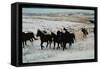 Wild Mustang Horses Running Across Field in Wyoming and Montana-Bill Eppridge-Framed Stretched Canvas