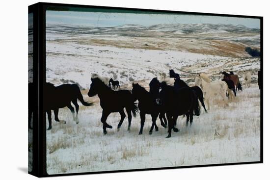 Wild Mustang Horses Running Across Field in Wyoming and Montana-Bill Eppridge-Stretched Canvas