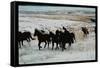 Wild Mustang Horses Running Across Field in Wyoming and Montana-Bill Eppridge-Framed Stretched Canvas