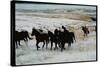 Wild Mustang Horses Running Across Field in Wyoming and Montana-Bill Eppridge-Stretched Canvas