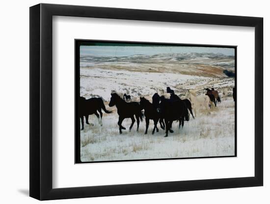 Wild Mustang Horses Running Across Field in Wyoming and Montana-Bill Eppridge-Framed Photographic Print