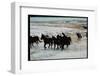 Wild Mustang Horses Running Across Field in Wyoming and Montana-Bill Eppridge-Framed Photographic Print