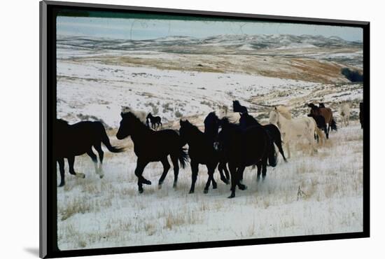 Wild Mustang Horses Running Across Field in Wyoming and Montana-Bill Eppridge-Mounted Photographic Print