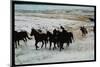 Wild Mustang Horses Running Across Field in Wyoming and Montana-Bill Eppridge-Mounted Photographic Print