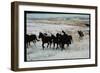 Wild Mustang Horses Running Across Field in Wyoming and Montana-Bill Eppridge-Framed Photographic Print