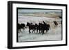 Wild Mustang Horses Running Across Field in Wyoming and Montana-Bill Eppridge-Framed Photographic Print