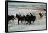 Wild Mustang Horses Running Across Field in Wyoming and Montana-Bill Eppridge-Framed Stretched Canvas