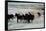 Wild Mustang Horses Running Across Field in Wyoming and Montana-Bill Eppridge-Framed Stretched Canvas