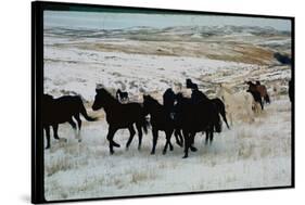 Wild Mustang Horses Running Across Field in Wyoming and Montana-Bill Eppridge-Stretched Canvas